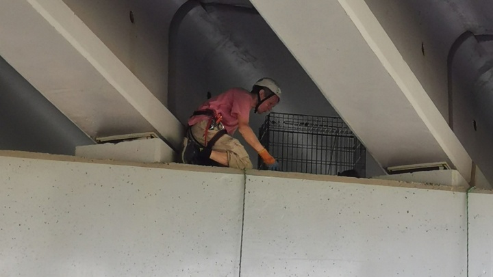 Екатеринбуржец спас кошку, которая забралась на бетонную балку под мостом в Верхней Пышме
