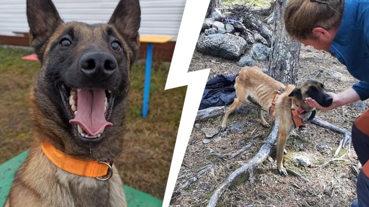 Две недели голода и одиночества. В горах пропала собака-спасатель из Архангельска — как ее нашли