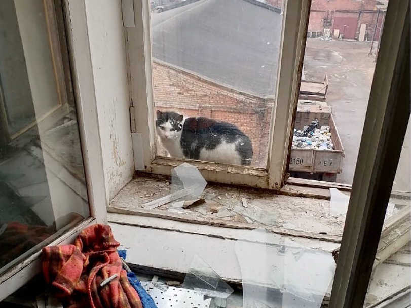На пепелище «Невской мануфактуры» ловят выживших кошек