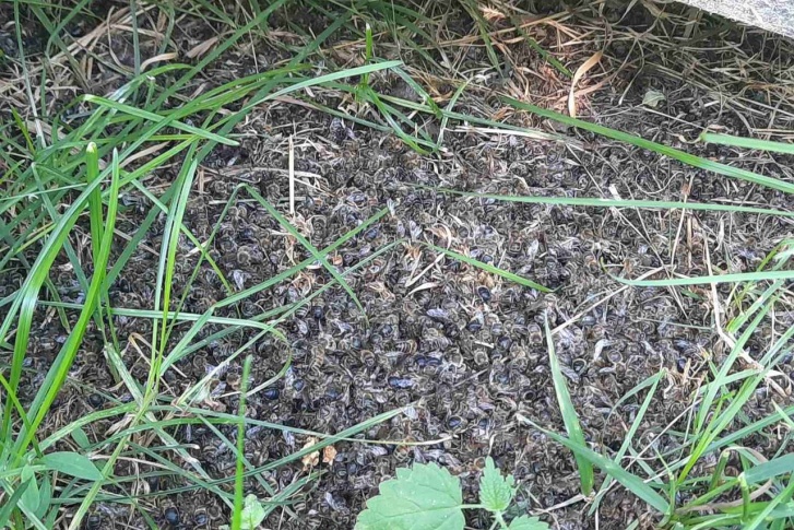 С пасек мертвых пчел вывозили мешками