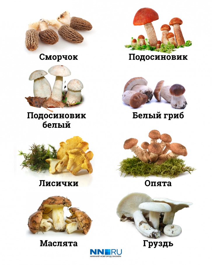 Все грибы с этой картинки можно найти в нижегородских лесах