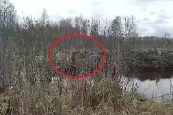 На фото собака, которая не выпускала из виду рыбака. Она лаяла и не давала уйти человеку На фото собака, которая не выпускала из виду рыбака. Она лаяла и не давала уйти человеку