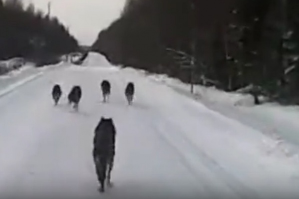 Судя по видео, от автомобиля убегали пять волков Судя по видео, от автомобиля убегали пять волков