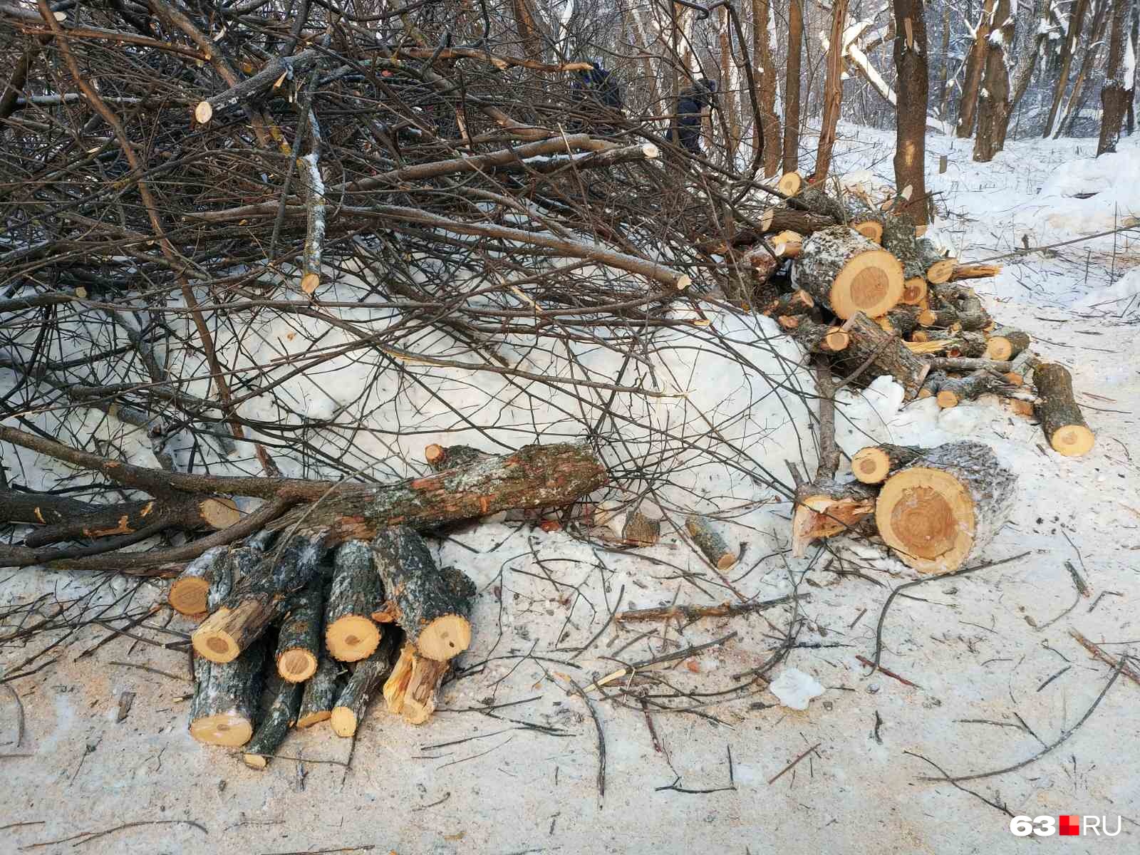 Самарцы боятся, что вырубят дубы Самарцы боятся, что вырубят дубы