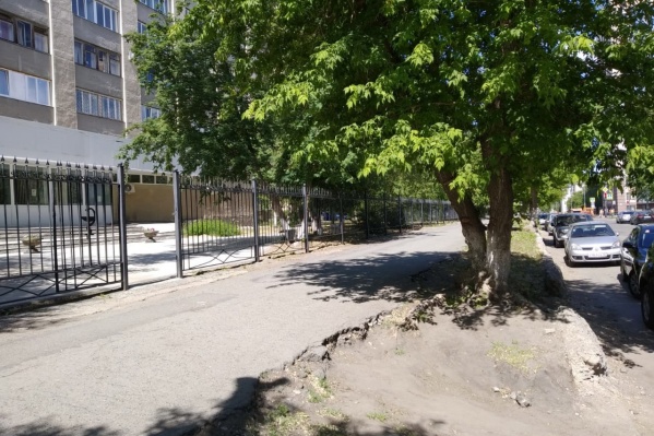 Клены у больницы сохранить не получится, говорят в мэрии Клены у больницы сохранить не получится, говорят в мэрии