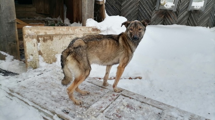 «Пенсии хватало только на хлеб»: волонтеры просят помочь собакам, оставшимся без хозяйки в деревне под Красновишерском