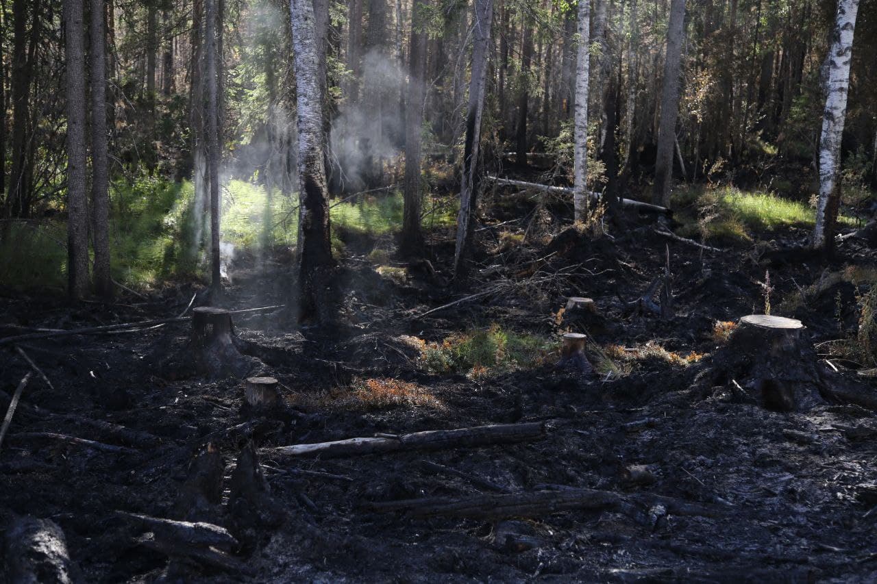 Распространение пожара в Карелии удалось приостановить. Показываем, как выглядит лес после огня