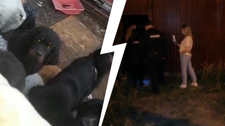 На ВИЗе зоозащитники попытались спасти щенков, которых разводят на продажу в заброшенном доме