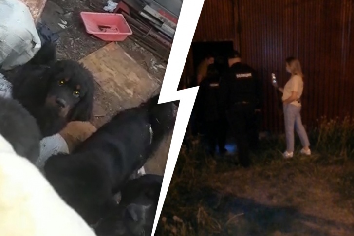 В дом зашли полицейские, но забирать собак не стали В дом зашли полицейские, но забирать собак не стали
