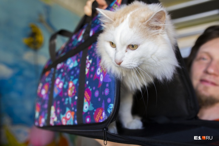 Летать с котами и собаками югорчанам стало комфортней Летать с котами и собаками югорчанам стало комфортней