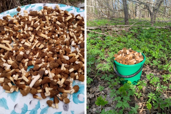 Представьте, сколько можно приготовить картошечки с грибами!