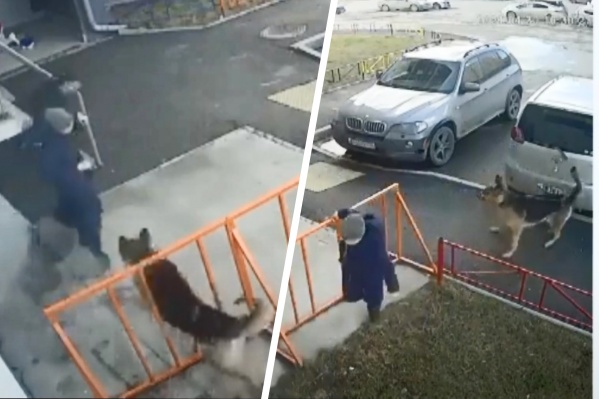 Собака побежала за детьми и начала бросаться на них Собака побежала за детьми и начала бросаться на них