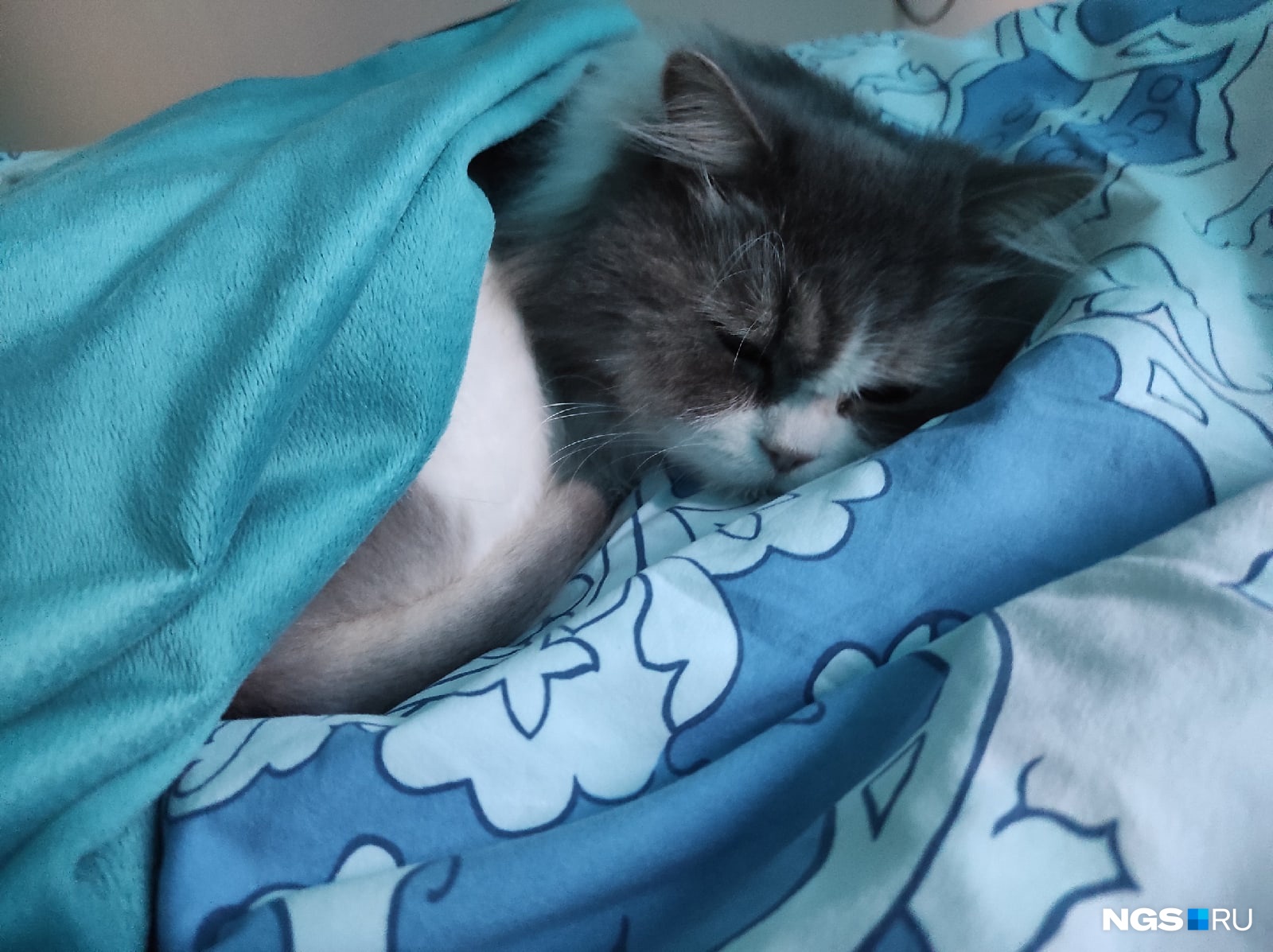 Кот в одеялке на рабочий стол