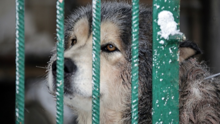 В Сургутском районе построят приют для бездомных животных. Он обойдется казне в 60 млн рублей