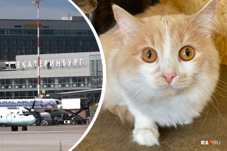 Котика назвали Кольцов — в честь аэропорта Котика назвали Кольцов — в честь аэропорта