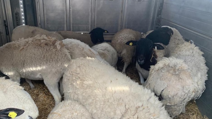 Сотню овец и баранов из Молдовы, застрявших в порту, разрешили ввезти в Архангельск