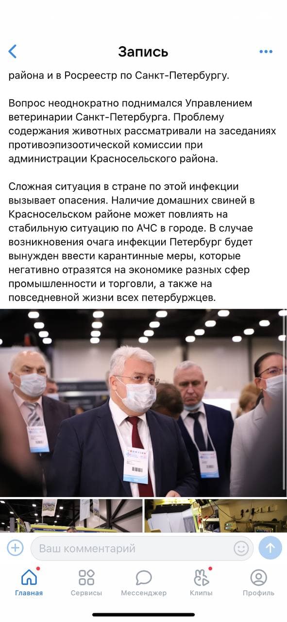 Вице-губернатор Петербурга заявил об угрозе карантина из-за возвращения свиней. Но быстро стёр тревожную информацию
