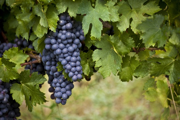 При посадке вы должны четко понимать, для чего вам нужен виноград. Если для еды — сажайте столовые сорта, для получения вина — технические