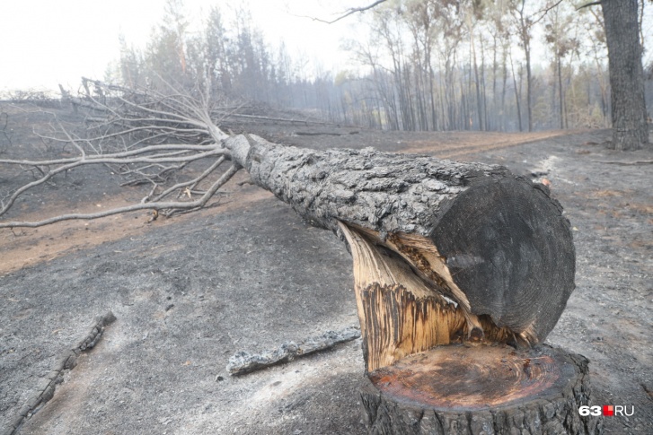 Чтобы восстановить деревья на выжженной земле, потребуется несколько лет