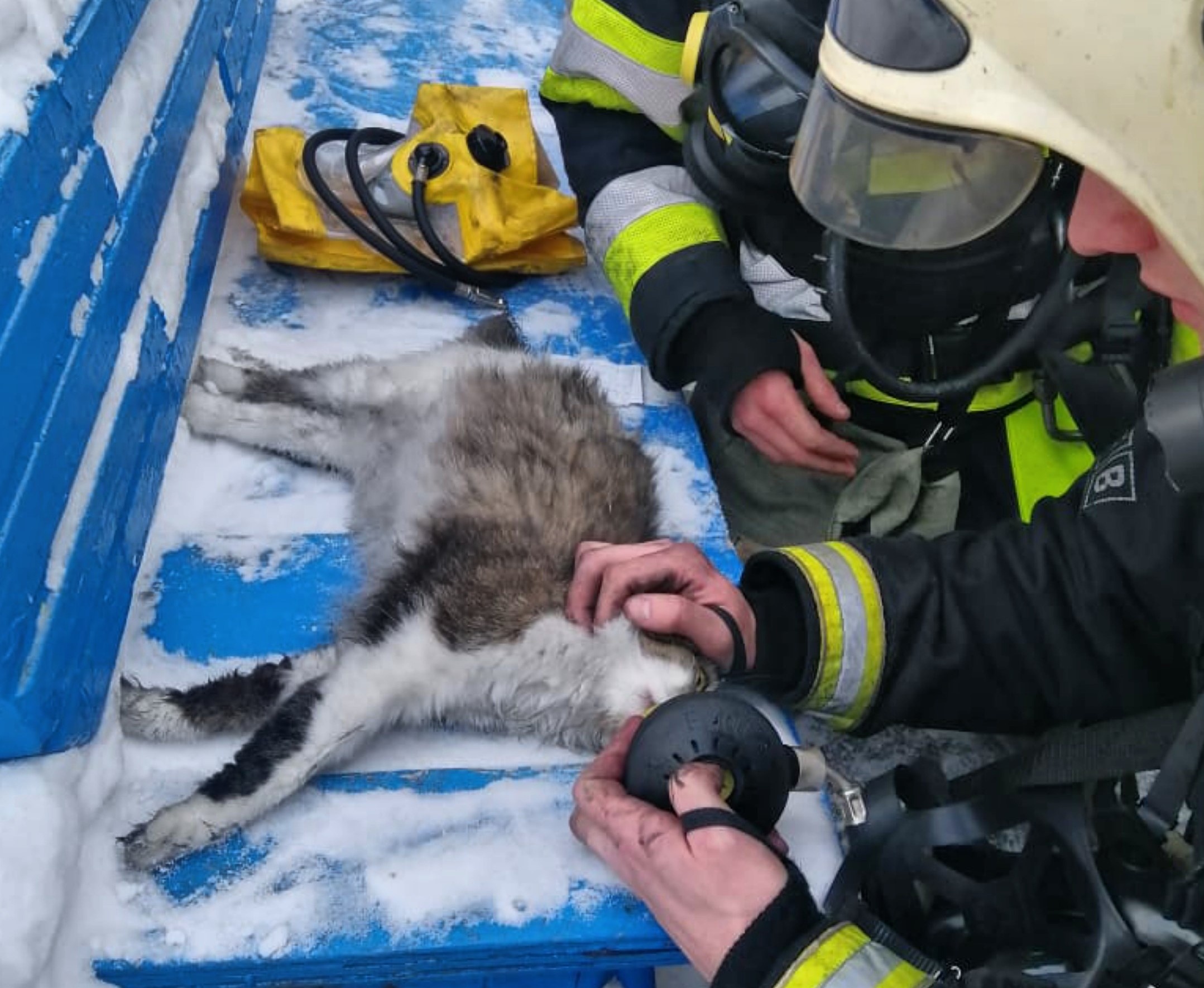 Кемеровские спасатели вытащили из пожара кошку и реанимировали ее. Посмотрите это милое фото