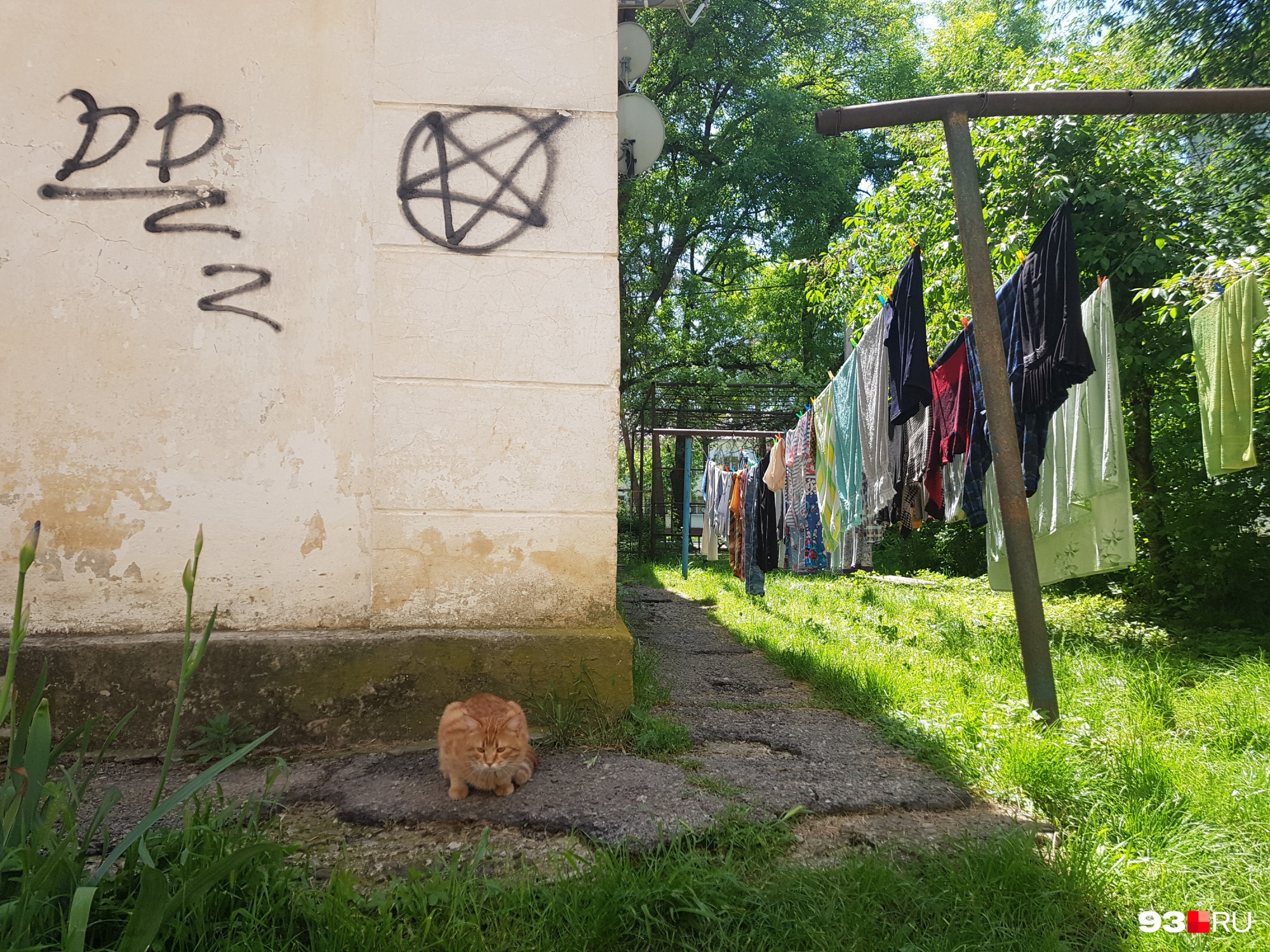 Рыжие коты — обязательный элемент любого двора