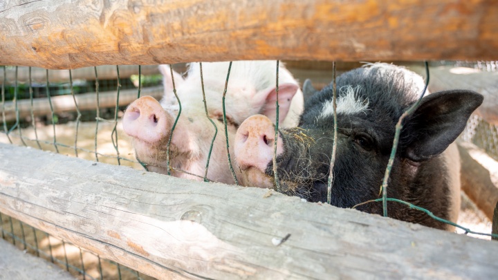 Власти Татарстана отнимут у местных фермеров свиней. Объясняем зачем