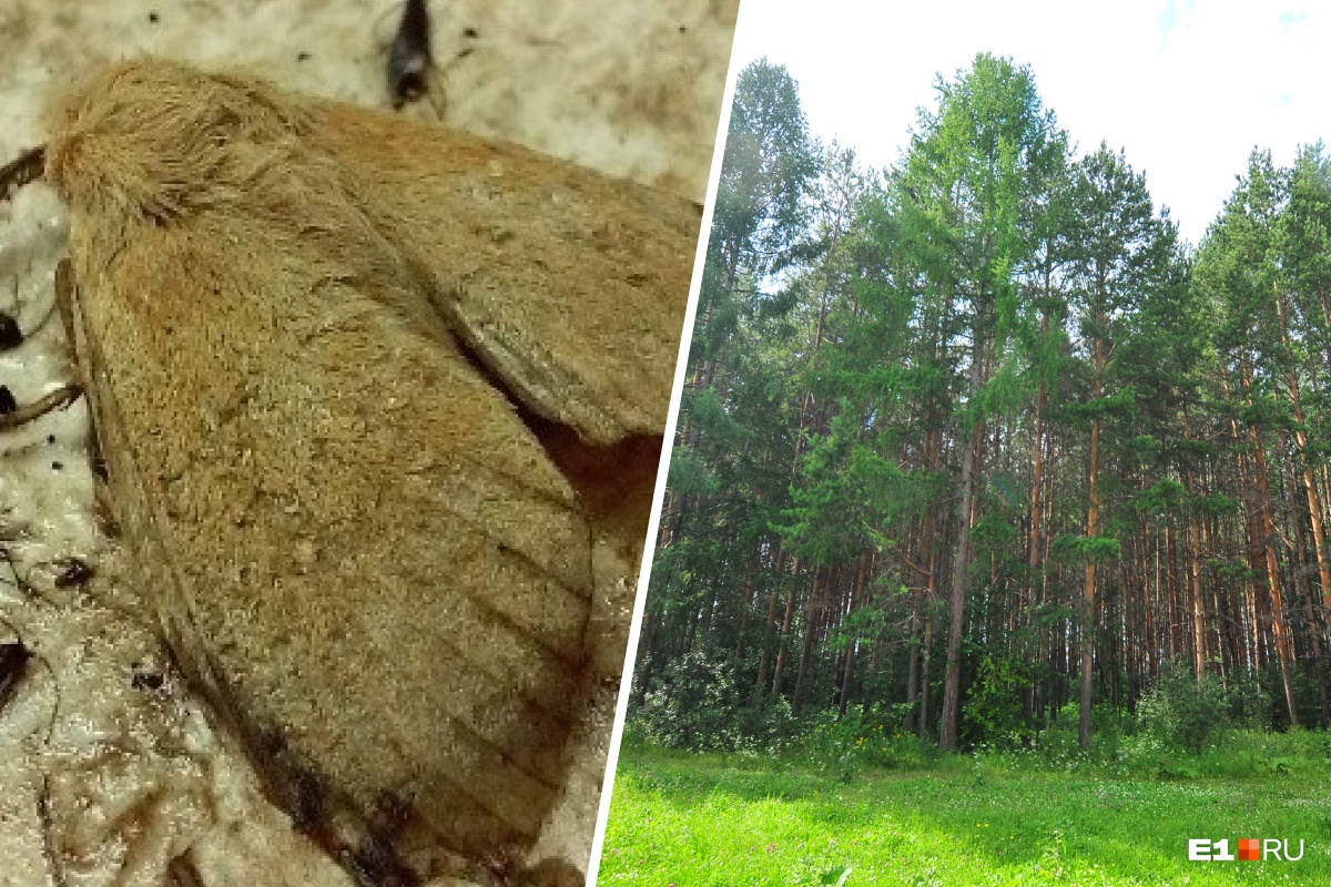 В Свердловской области ученые обнаружили бабочек-паразитов, которые угрожают уничтожить леса на Урале