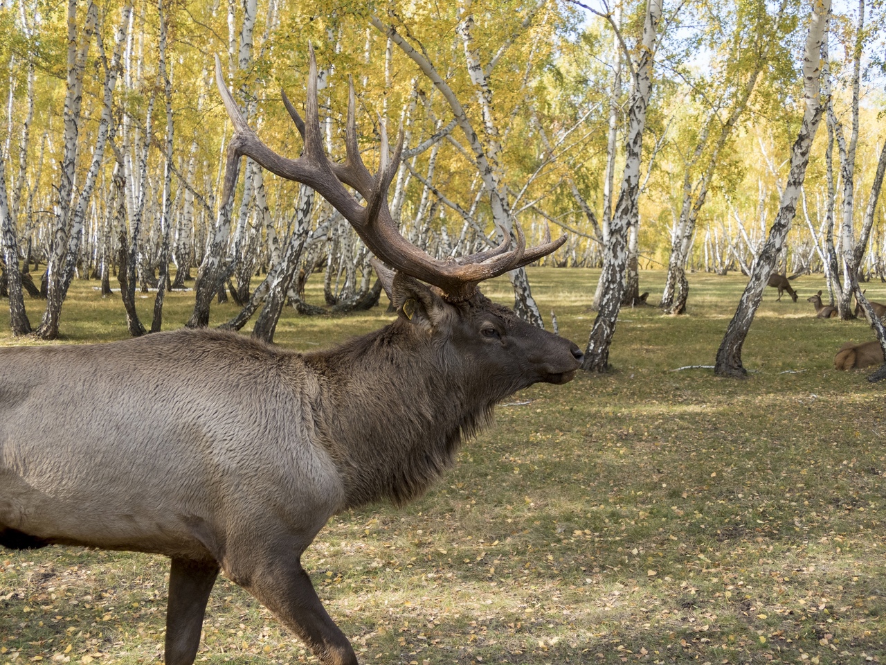 В Омской области на «Авито» выставили на продажу оленя-марала за 50 тысяч рублей