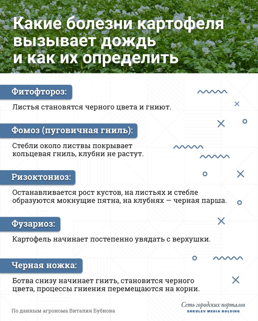Из-за влаги картофель могут подстерегать пять главных заболеваний Из-за влаги картофель могут подстерегать пять главных заболеваний