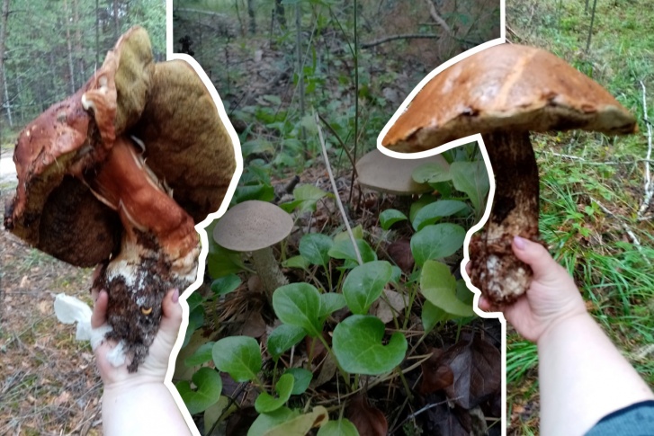 А вы уже ходили за грибами? Удавалось ли вам найти грибы-гиганты?