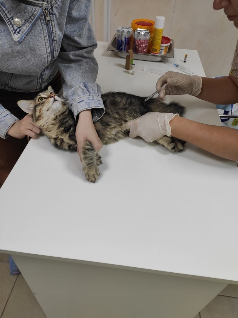 Кот мужественно переносит уколы Кот мужественно переносит уколы