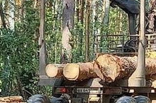 Под Сысертью вырубают сосны Под Сысертью вырубают сосны