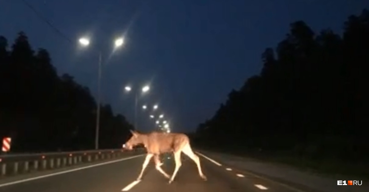 «Метался по трассе из стороны в сторону»: в Екатеринбурге у «Меги» молодой лось попал на видео