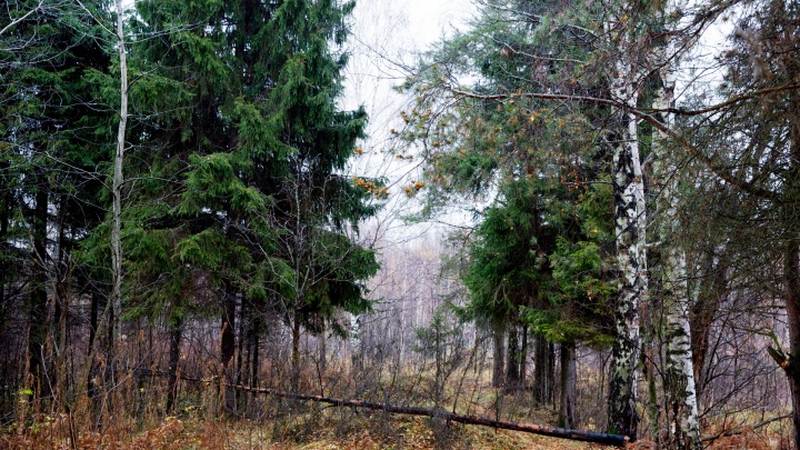 В Ярославской области в лесу нашли тело мужчины