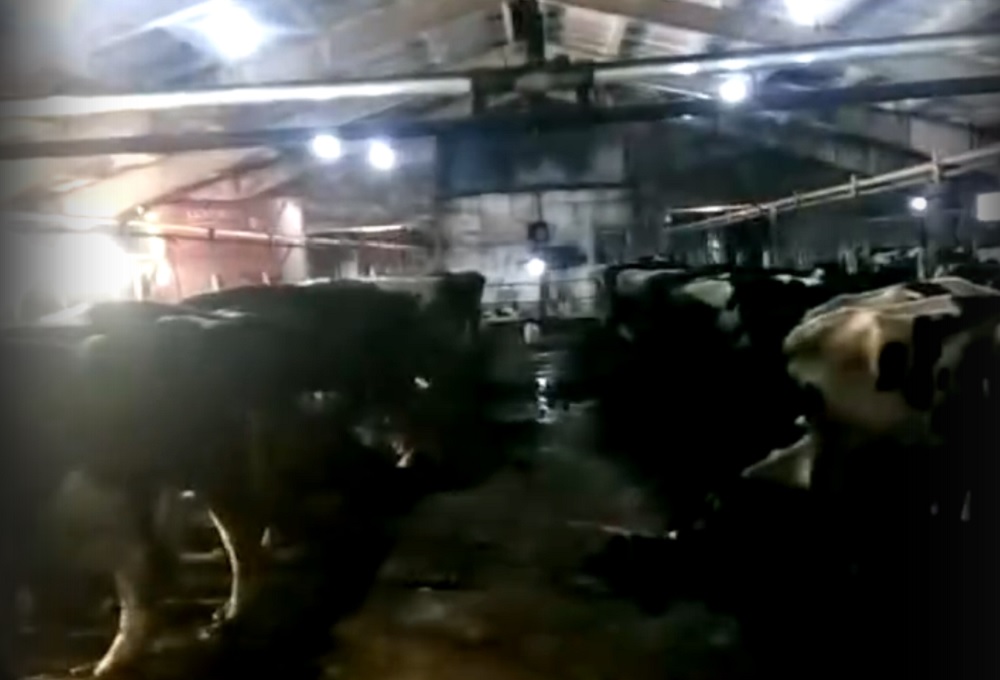 «Коров стараются зарезать, пока не умерли сами»: сотрудник фермы в Лесном — об издевательствах над животными