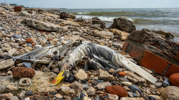 На берег Таганрогского залива выбросило мертвых птиц и рыб