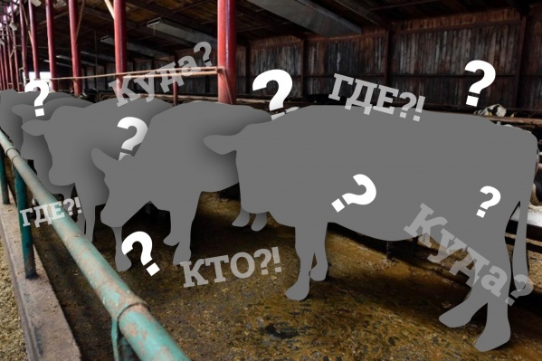 Детективная история о пропаже тюменских коров пополнит коллекцию мировых загадок Детективная история о пропаже тюменских коров пополнит коллекцию мировых загадок