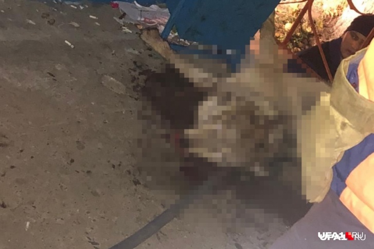 Волка планировали выпустить в лес в Иглинском районе Волка планировали выпустить в лес в Иглинском районе