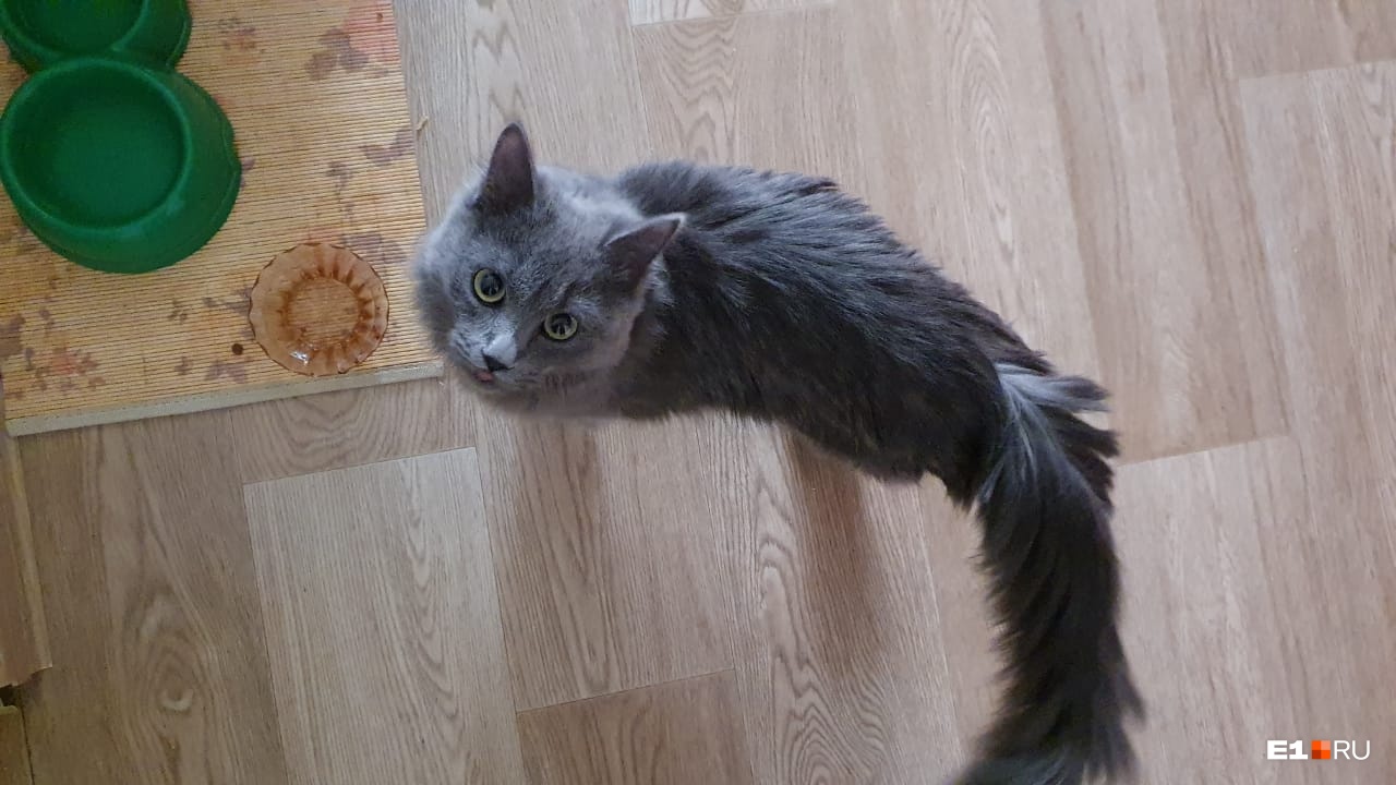 Кошка оказалась очень ласковой Кошка оказалась очень ласковой