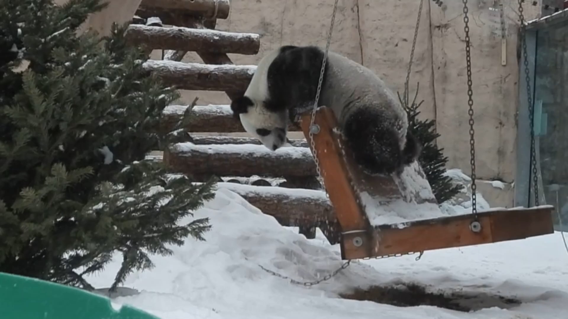 Скриншот из видео <a href="https://vk.com/wall-41067988_25678" target="_blank" class="_">Московского зоопарка</a>