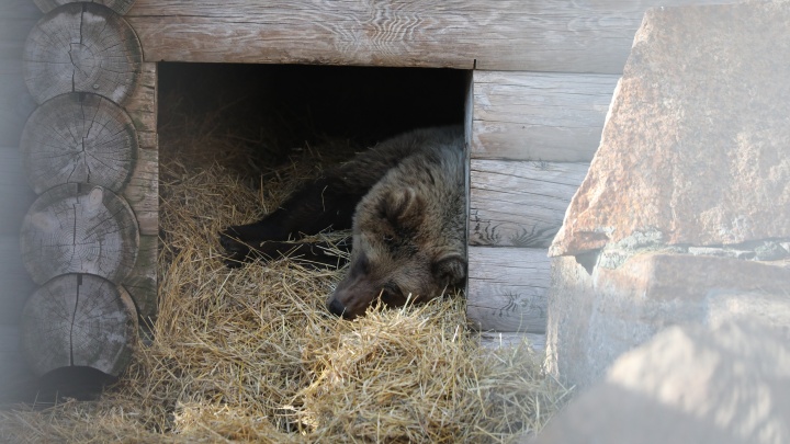В челябинском зоопарке показали новую медведицу, которую отловили на горнолыжном курорте