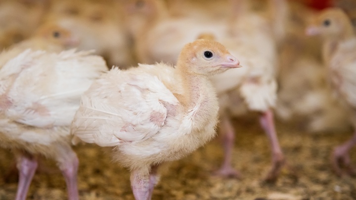 Крупнейший экспортер мяса птицы из РФ перезапустит обанкротившуюся ростовскую «Белую птицу»
