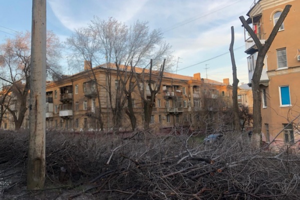 По словам волгоградцев, омолаживающая опиловка стала варварской для десятков деревьев По словам волгоградцев, омолаживающая опиловка стала варварской для десятков деревьев