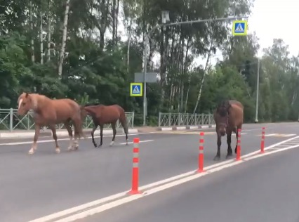 Кадр из видео в <a href="https://vk.com/spb_today" class="io-leave-page _" target="_blank">vk.com/spb_today</a>