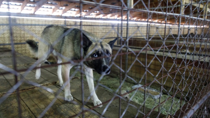«Как будто из фильма ужасов»: глава Росприроднадзора заявила, что разберется с массовым захоронением собак в Волгограде