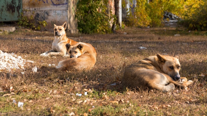 «Моя семья страдает от бродячих собак»: кинолог из Самары рассказала, как регулировать число бездомных животных