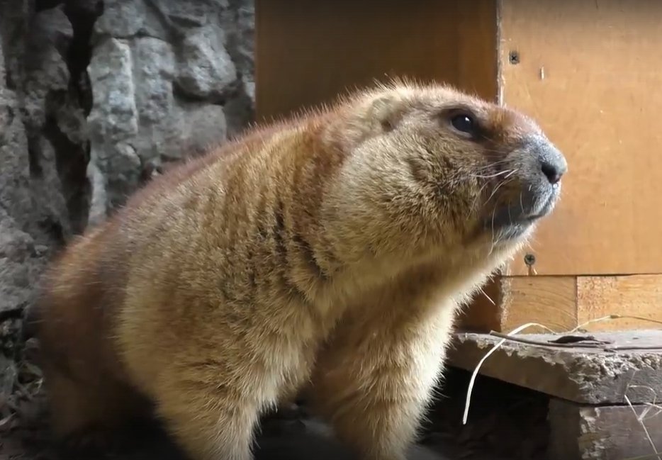 Кадр из видео в паблике <a class="author _" href="https://vk.com/spbzoopark" data-from-id="-708996" data-post-id="-708996_18639" data-post-click-type="post_owner_link">«ЛЕНИНГРАДСКИЙ ЗООПАРК»</a>