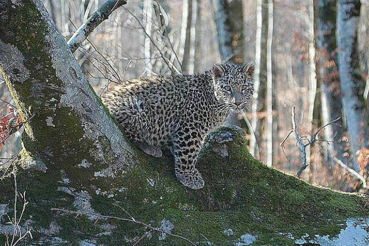В Сочинском нацпарке пытаются восстановить популяцию леопардов