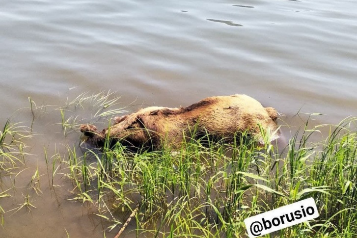 Из воды труп животного уже достали Из воды труп животного уже достали