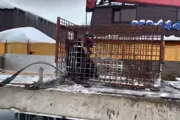 Через несколько минут медведица будет в привычном вольере, из которого она удрала утром Через несколько минут медведица будет в привычном вольере, из которого она удрала утром